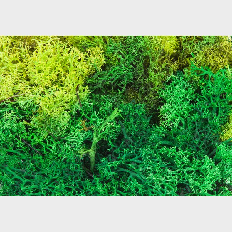 Islandsk mos, gr�n,