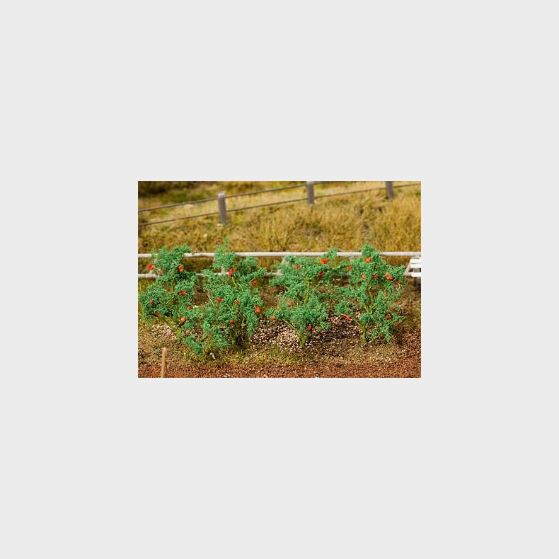 tomatplanter 18 stk