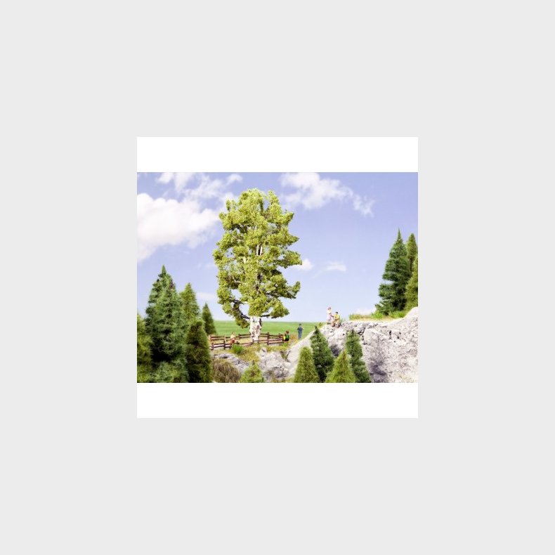 Dobbeltstammet Birketr� 19 cm