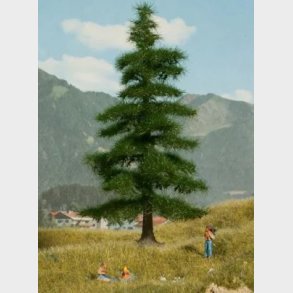 Nordmannsgran h.14,5 cm. NYHED