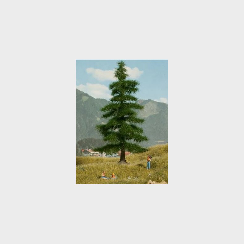 Nordmannsgran h.14,5 cm. NYHED